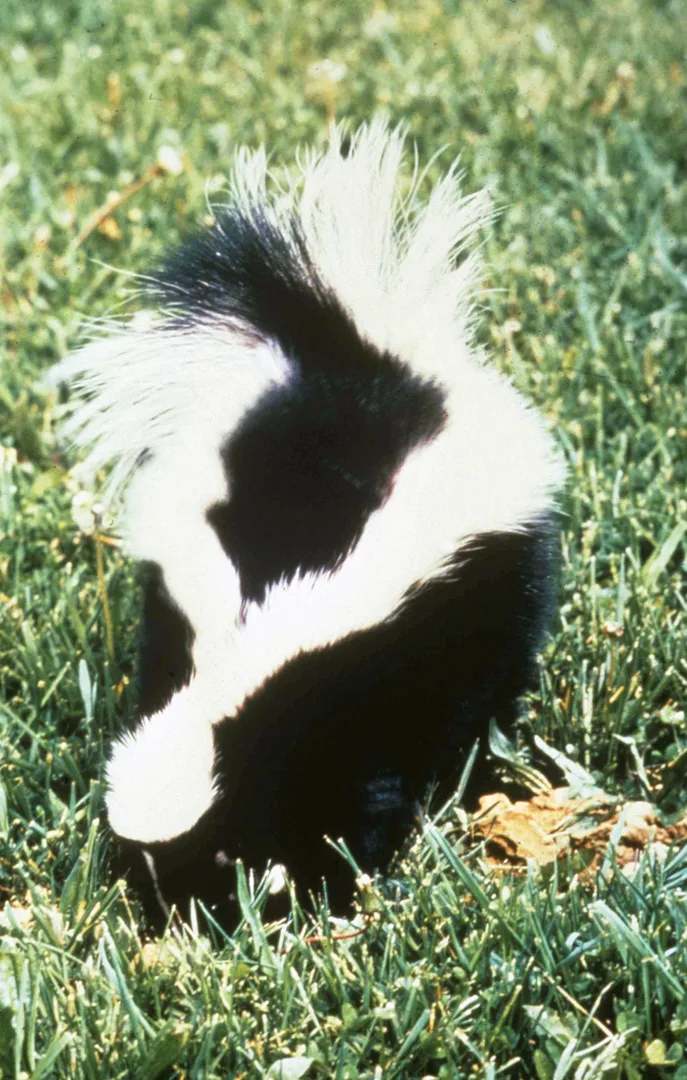 Striped Skunk