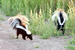 Two young striped skunks with fluffy raised tails foraging beside a gravel track