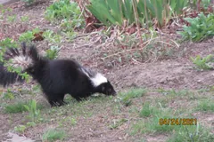 Striped skunk nosing along a weedy garden bank, tail fanned over its back