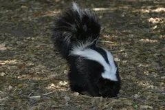 Striped skunk rooting through shaded leaf litter, its white stripes running up into a tall tail