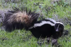 Striped skunk on green grass, face turned toward the camera and bushy tail raised behind it