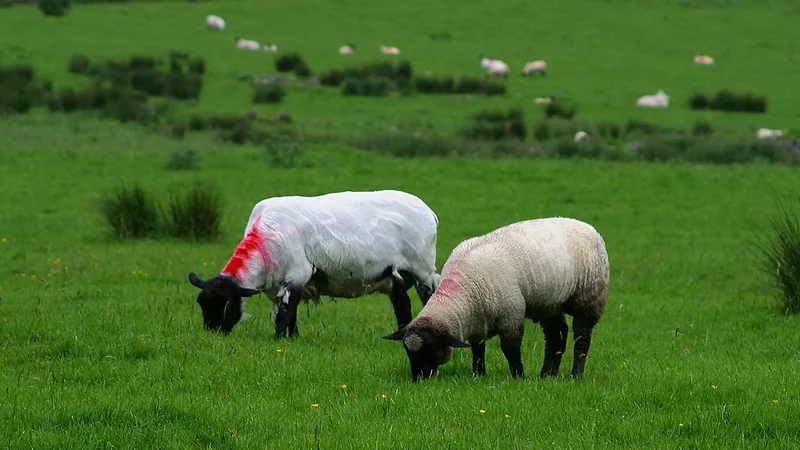 Suffolk Sheep in natural habitat