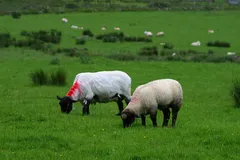 Suffolk Sheep in natural habitat