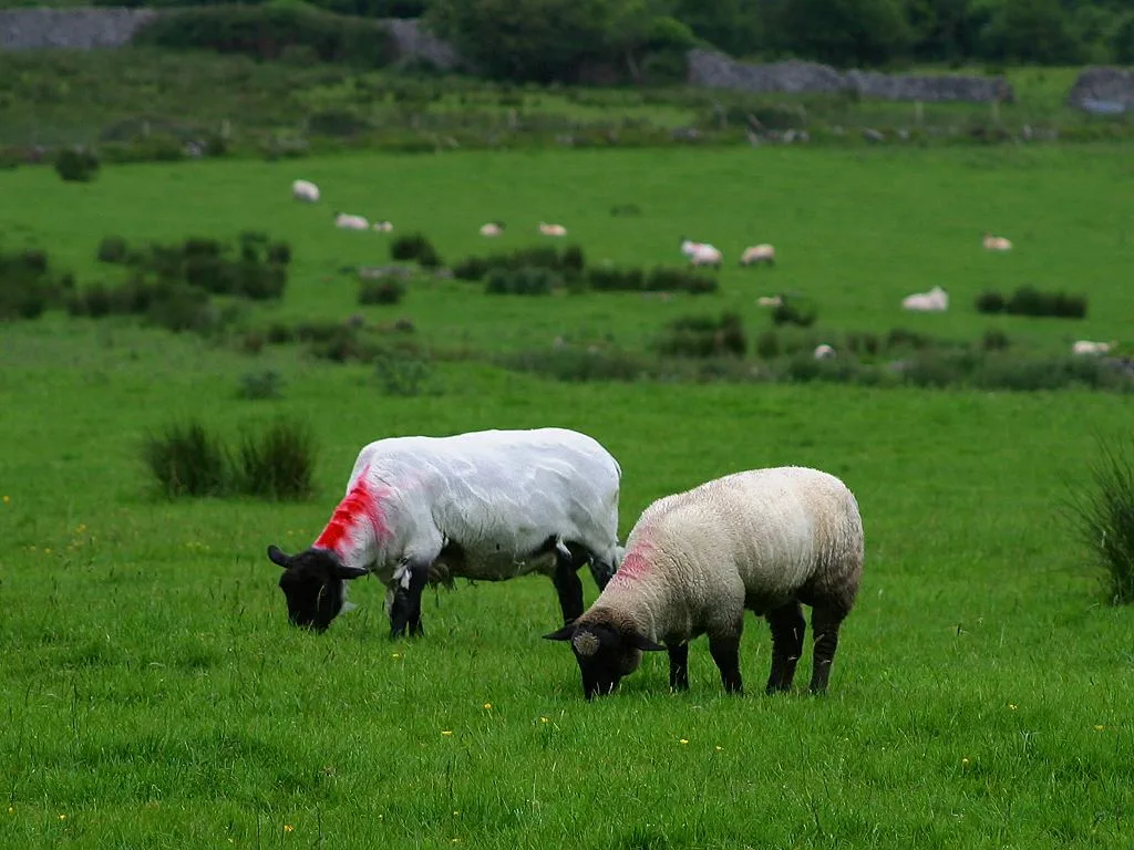 Suffolk Sheep in natural habitat