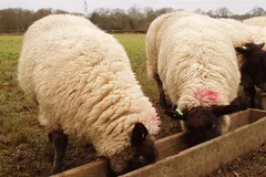 Suffolk Sheep in natural habitat