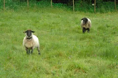 Suffolk Sheep in natural habitat