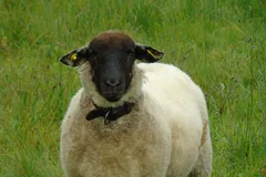 Suffolk Sheep in natural habitat
