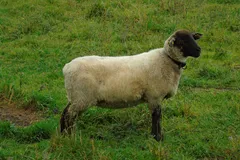Suffolk Sheep in natural habitat