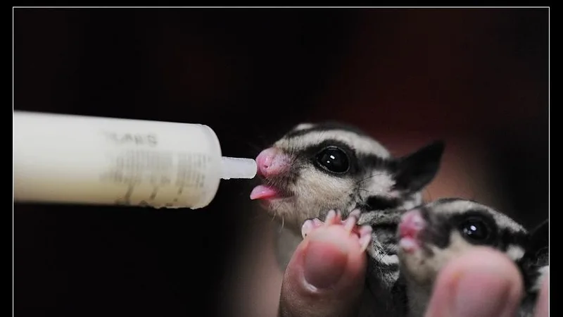 Sugar Glider on eucalyptus trunk