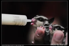 Sugar Glider on eucalyptus trunk