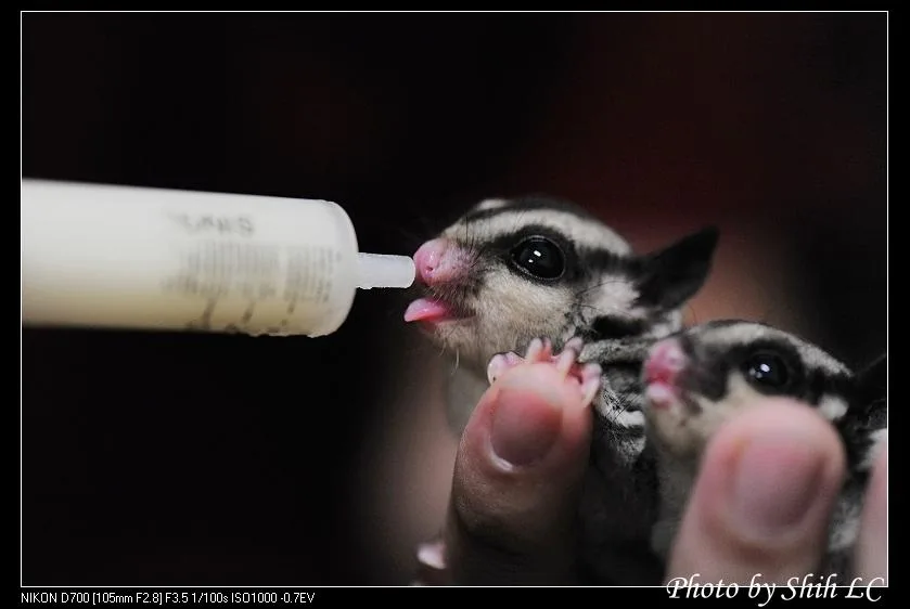 Sugar Glider on eucalyptus trunk