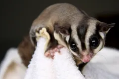 Sugar Glider in natural habitat