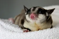 Sugar Glider in natural habitat