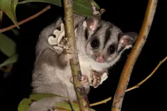 Sugar Glider climbing in eucalyptus canopy
