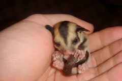 Sugar Glider in natural habitat