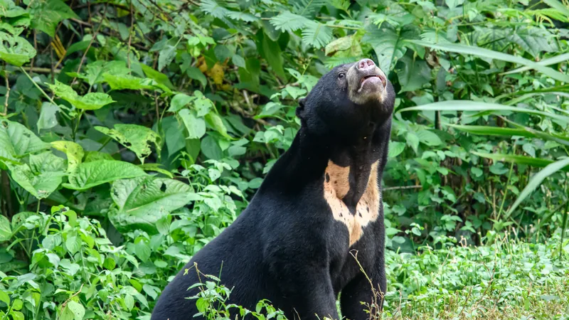 Sun bear standing in grass and looking up, its pale chest patch showing
