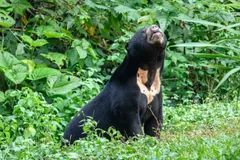 Sun bear standing in grass and looking up, its pale chest patch showing