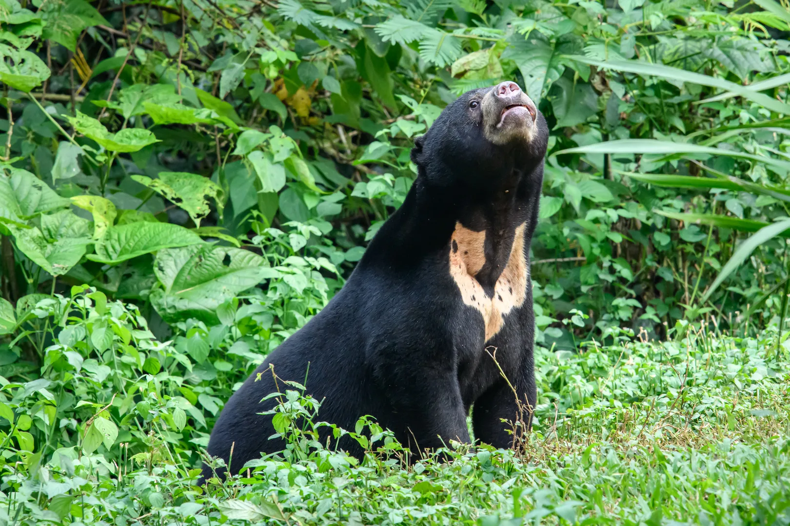 Sun bear standing in grass and looking up, its pale chest patch showing