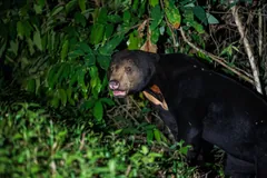 Sun bear climbing a tree trunk at night