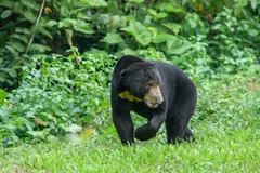 Sun bear walking through long grass