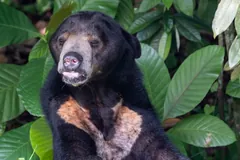 Sun bear sitting on a log among rainforest leaves
