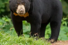 Sun bear facing the camera with its orange chest mark visible