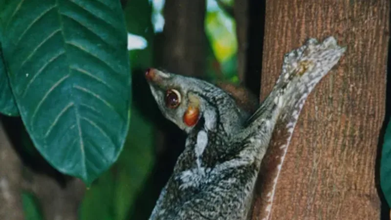 Sunda Colugo in this matchup
