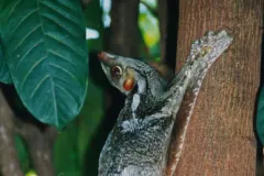 Sunda Colugo