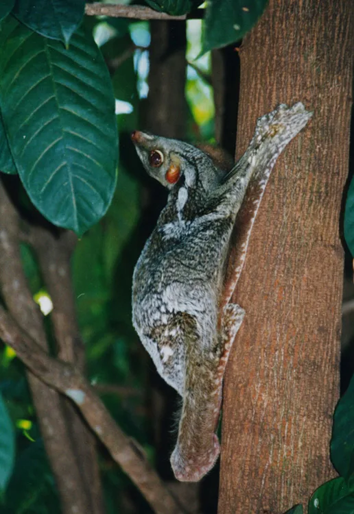 Sunda Colugo
