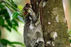 Adult female Sunda colugo gripping a mossy trunk head-up, her grey-green mottled fur close to the colour of the bark