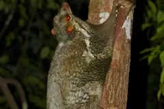 Sunda colugo climbing a slender trunk at night, its eyes shining red in the flash
