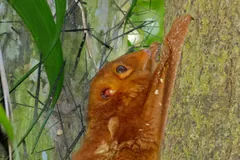 Red-brown colugo pressed flat against a pale tree trunk