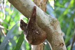 Sunda colugo hanging beneath a sloping branch, its gliding membrane folded around it