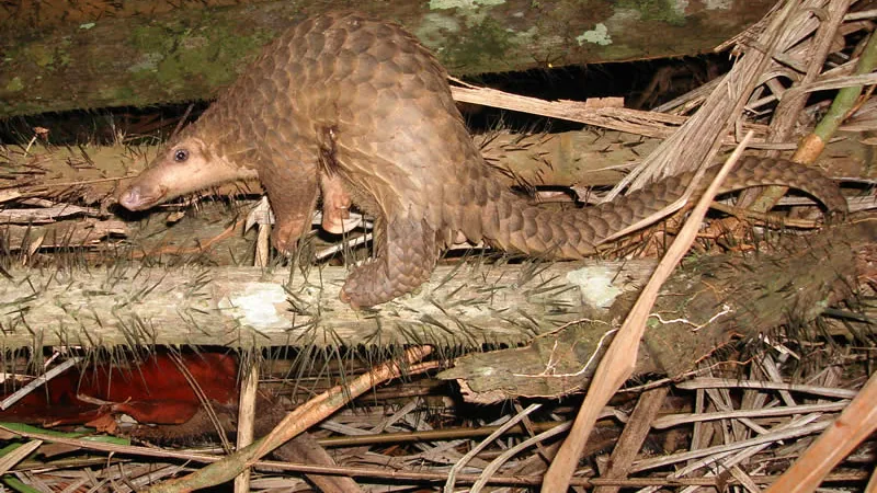 Sunda pangolin walking along a spiny fallen palm log at night