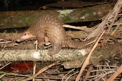 Sunda Pangolin