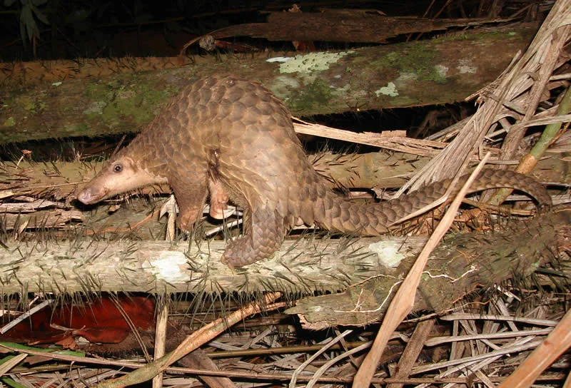 Sunda Pangolin