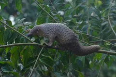 Sunda pangolin walking along a thin branch through dense green leaves