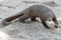 Sunda pangolin walking across pale sand, one clawed forefoot raised