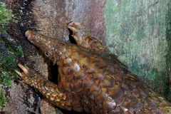 Close-up of a Sunda pangolin's overlapping scales and claws gripping a mossy trunk