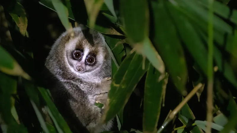 Sunda slow loris peering out from leaves at night, huge eyes set in dark eye rings