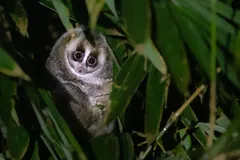 Sunda Slow Loris