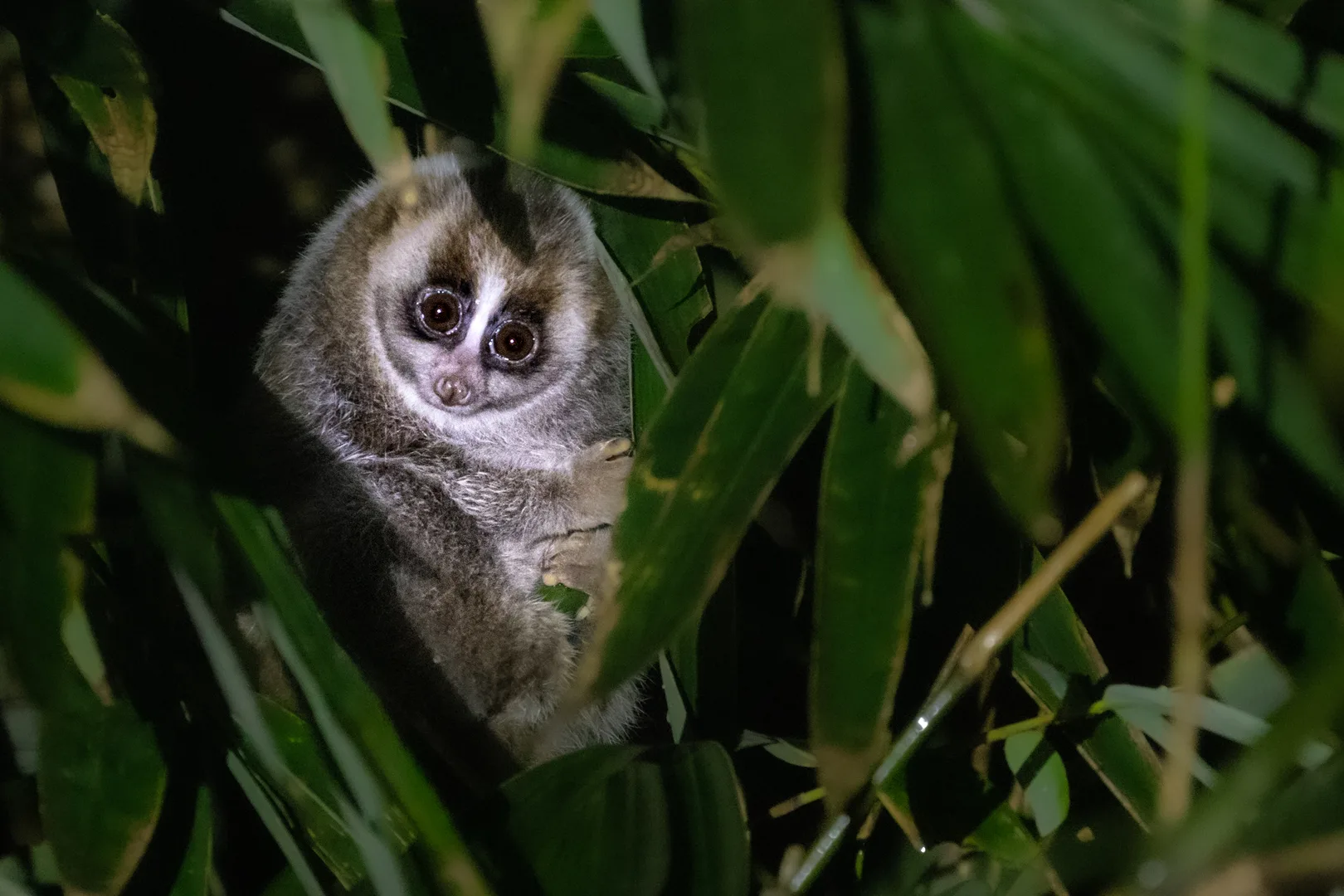 Sunda Slow Loris