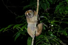 Sunda slow loris gripping a thin vertical stem among dark leaves at night
