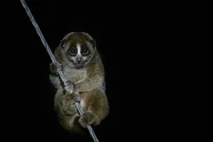 Sunda slow loris gripping a thin cable at night, all four limbs wrapped around it