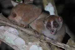 Two Sunda slow lorises huddled together on a branch, one facing the camera