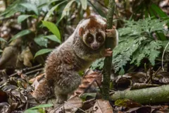 Sunda slow loris climbing a sapling on the forest floor after release into the wild
