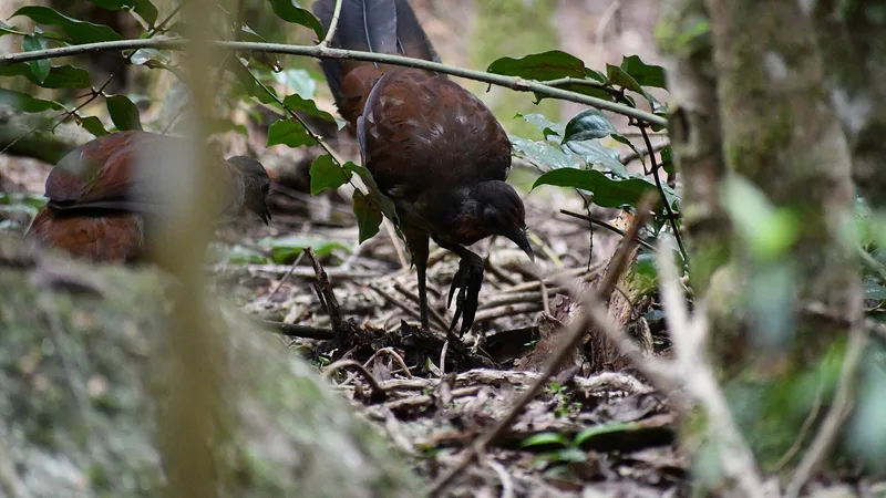superb lyrebird in natural habitat