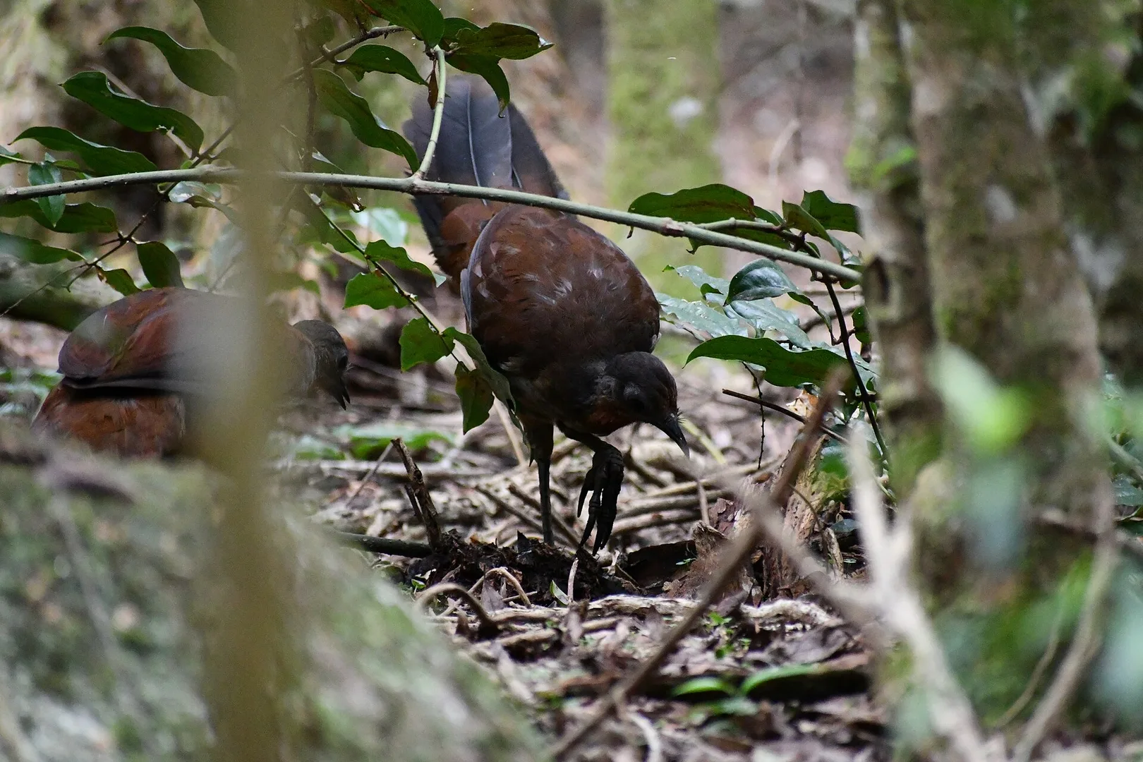 superb lyrebird in natural habitat