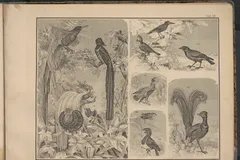 superb lyrebird in natural habitat