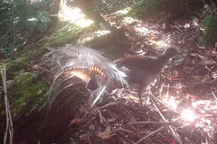 superb lyrebird in natural habitat